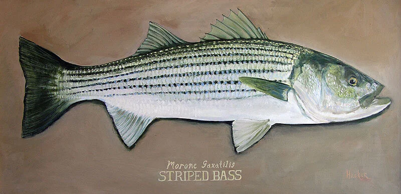 Striped Bass