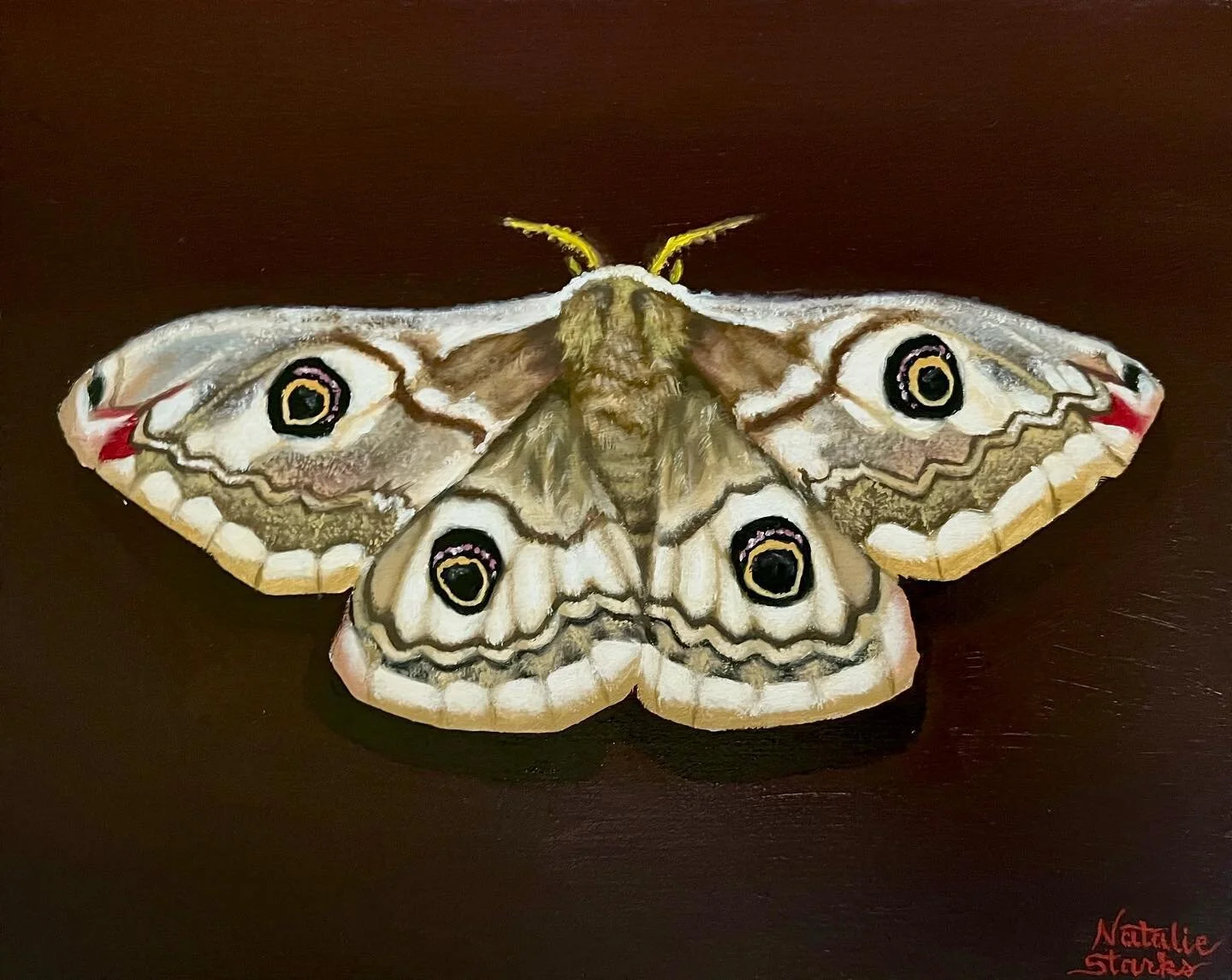 &ldquo;saturnia pavonia&rdquo; (emperor moth) 🌙 // 8 x 10 in oil on board
-
-
-
#painting #oilpainting #oilpainter #painter #youngpainter #artist #youngartist #artistsoninstagram #artistsofinstagram #art #artistic #artists #artnetwork #artistnetwork