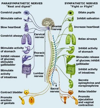 The Autonomic Nervous System