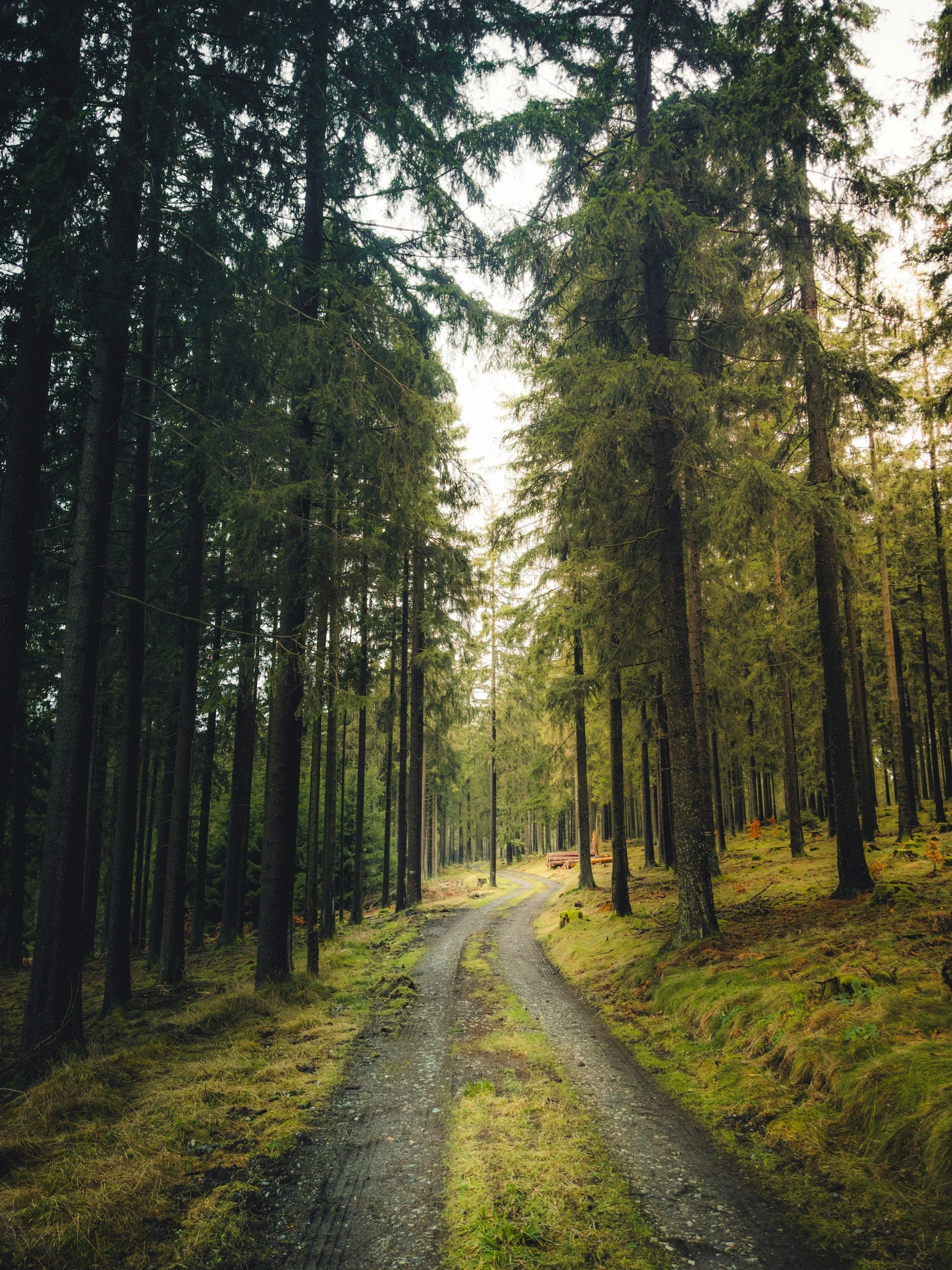 forest path through tall green trees symbolizing therapeutic journey and personal growth