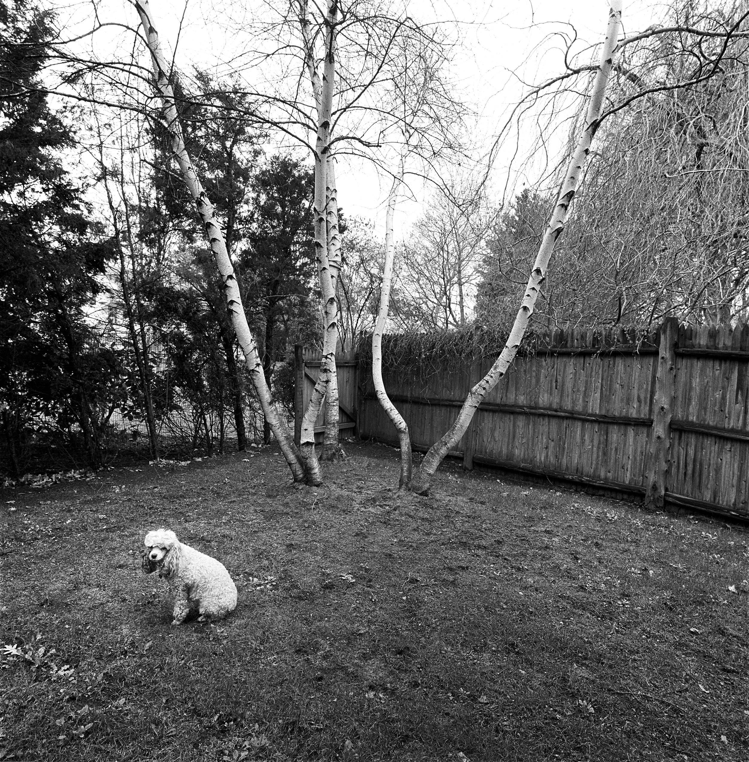 Chammie, Backyard, Newton, MA, 1971