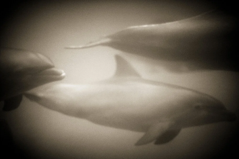 Animalia 1995–2001 — HENRY HORENSTEIN