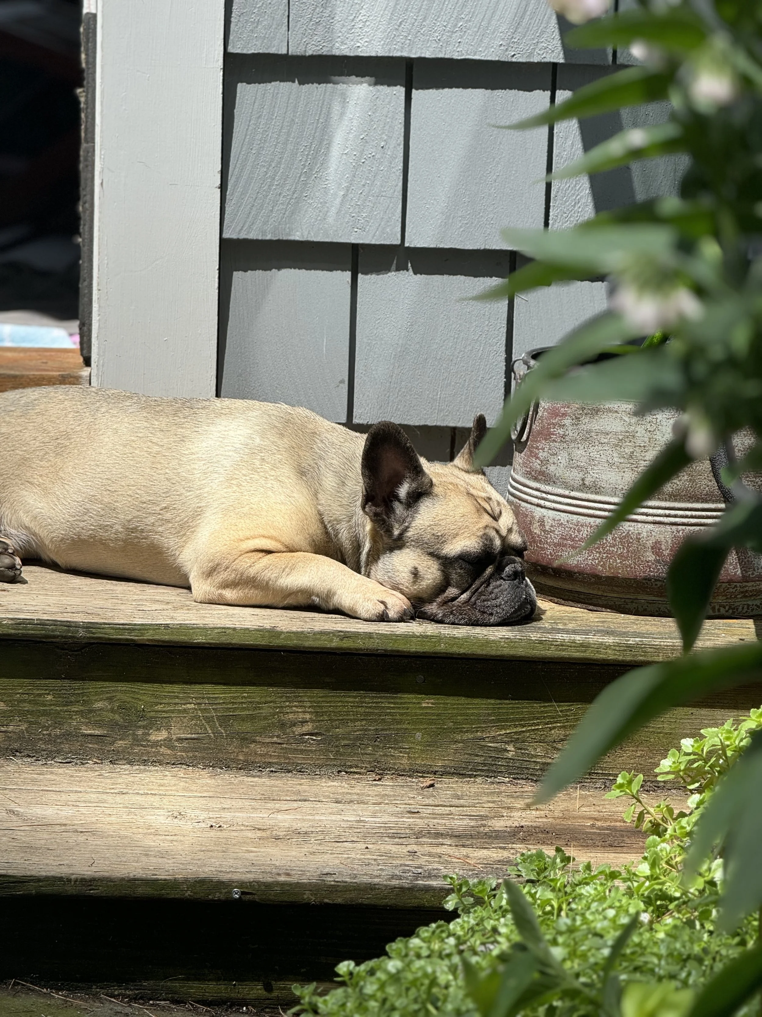 A French Bulldog sleeping on a wooden deck next to a potted plant and a gray house wall.