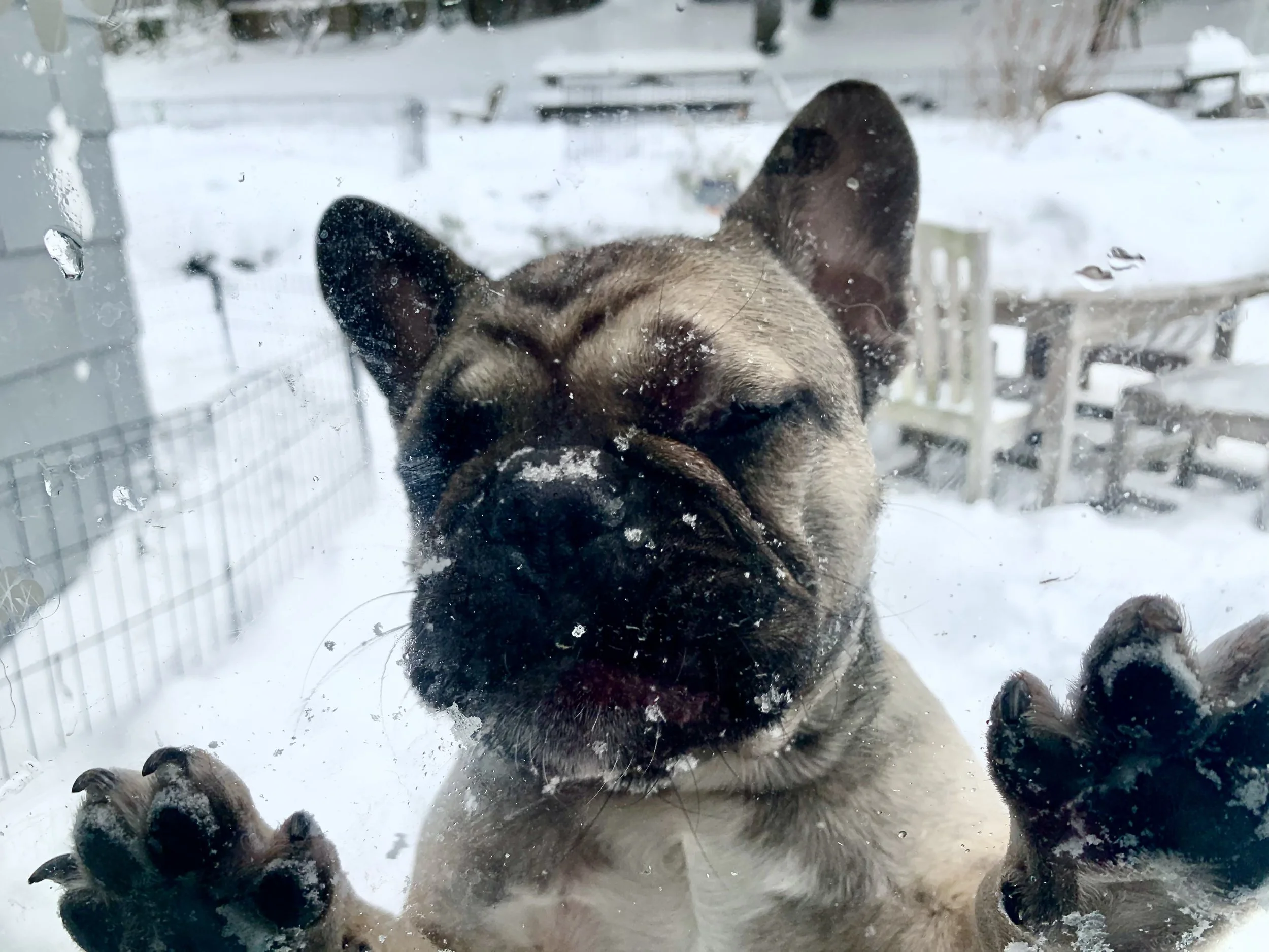 A French Bulldog puppy pressed against a glass door, with snow on its face and paws, peering outside into a snowy yard.