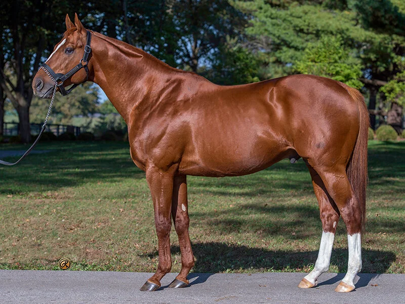 Midnight Lute — Hill 'n' Dale Farms