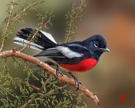 Painted Redstart