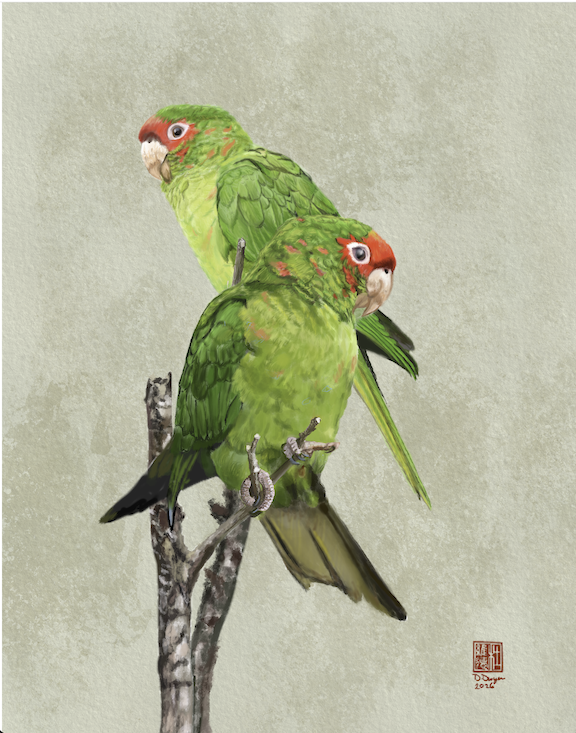 Parakeet Pair
