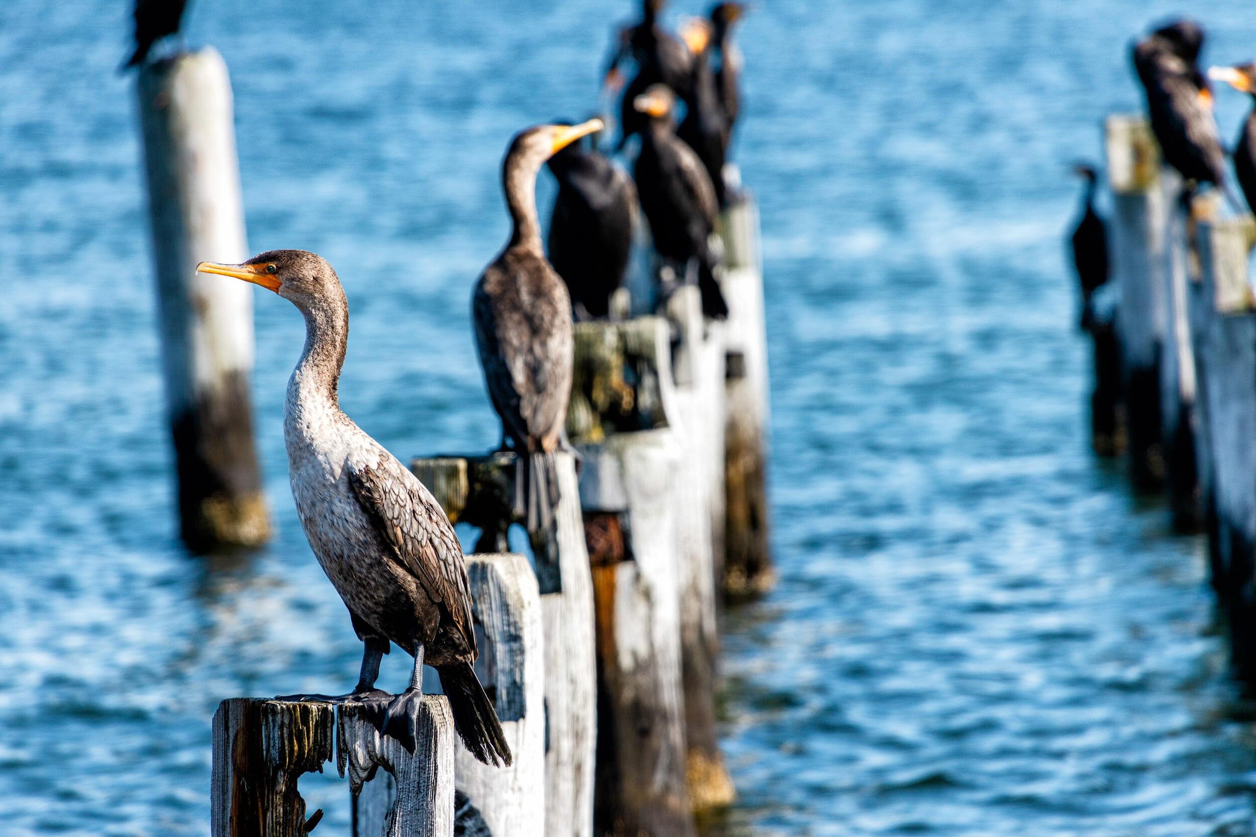 Cape Cod-133-Edit.jpg