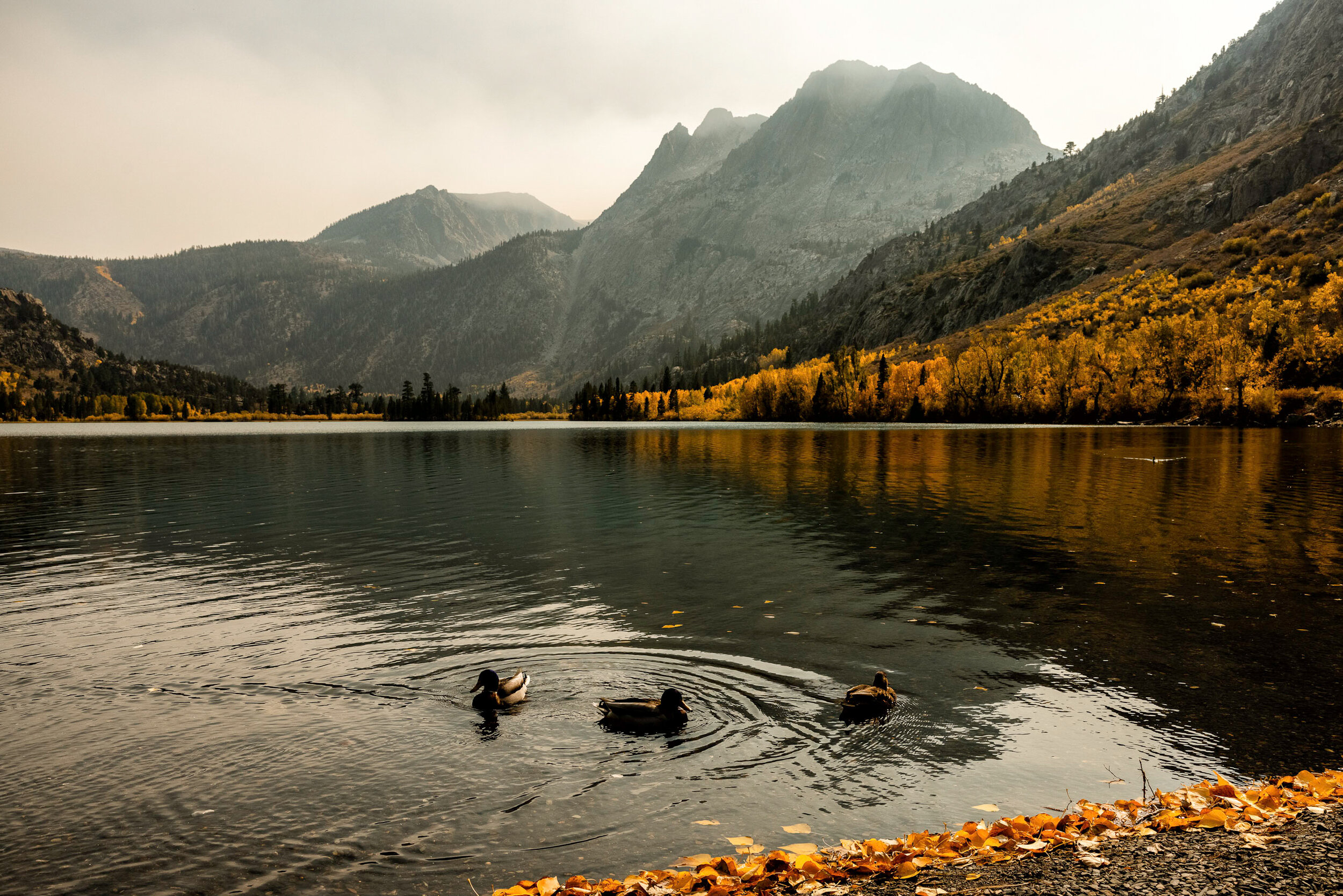 D5 Tioga Pass-209-Edit-2.jpg