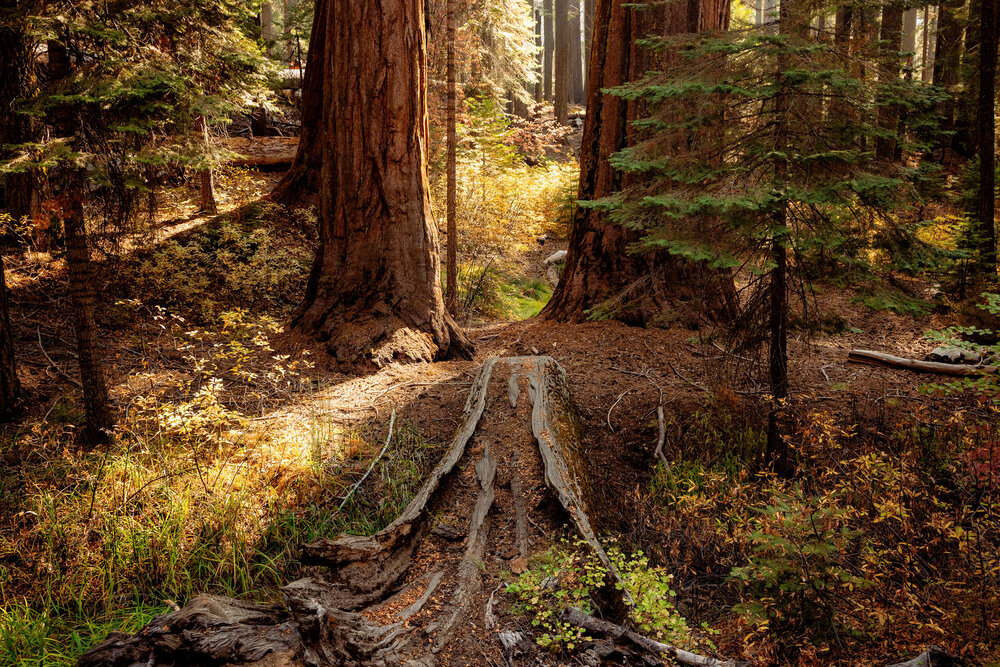 D7 Yosemite National Park-44-Edit-2.jpg