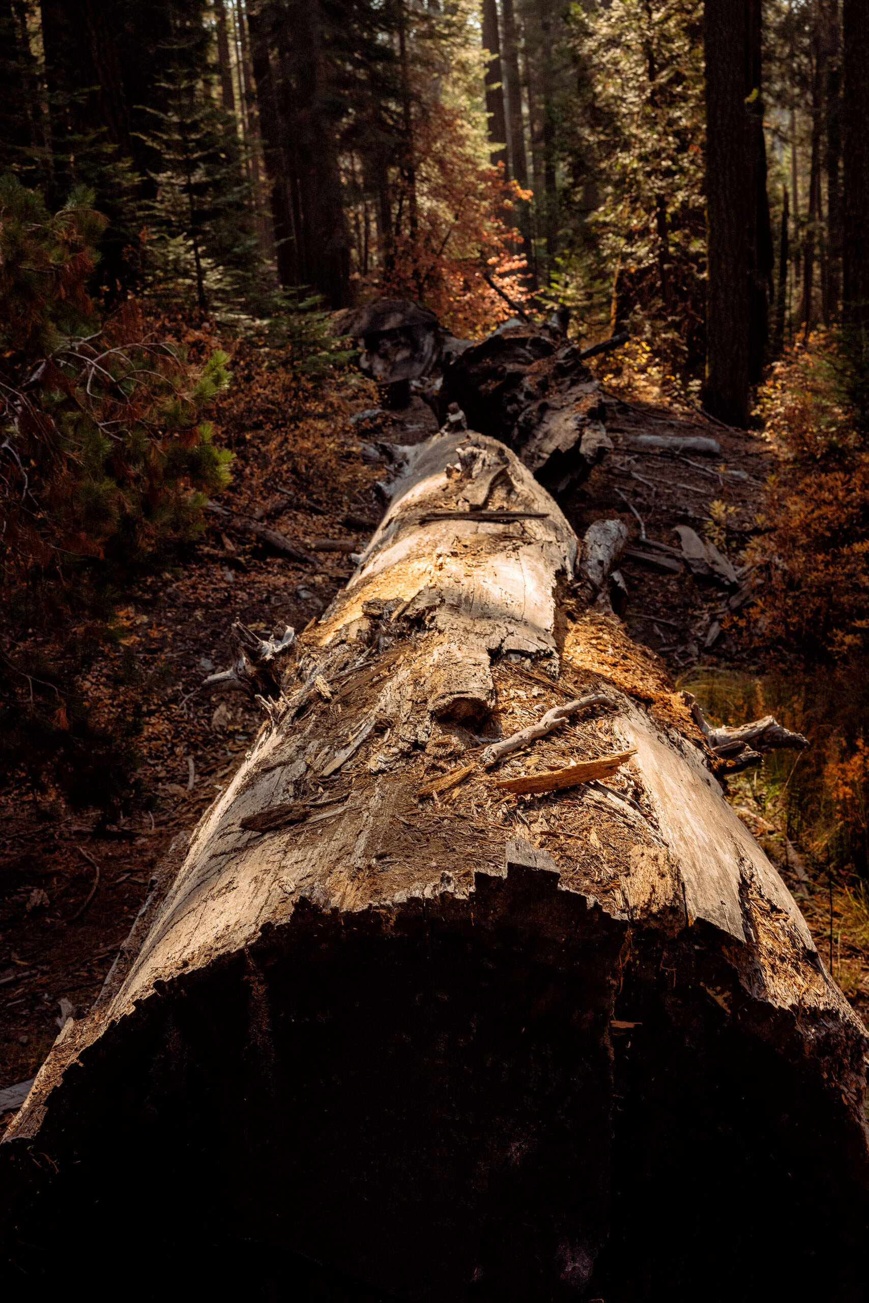 D7 Yosemite National Park-48-Edit-2.jpg