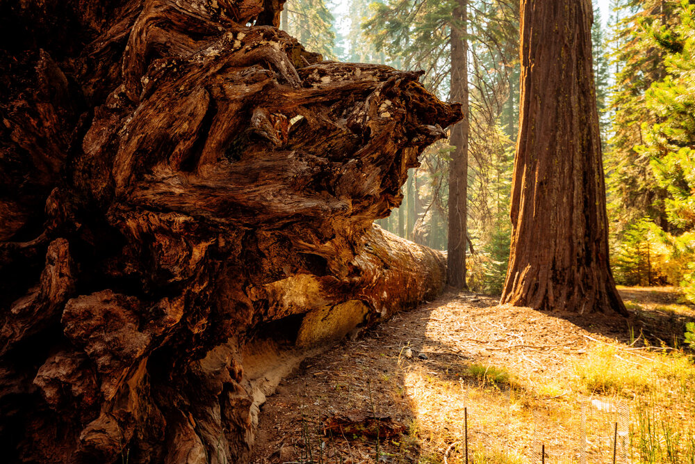 D7 Yosemite National Park-136-Edit-2.jpg