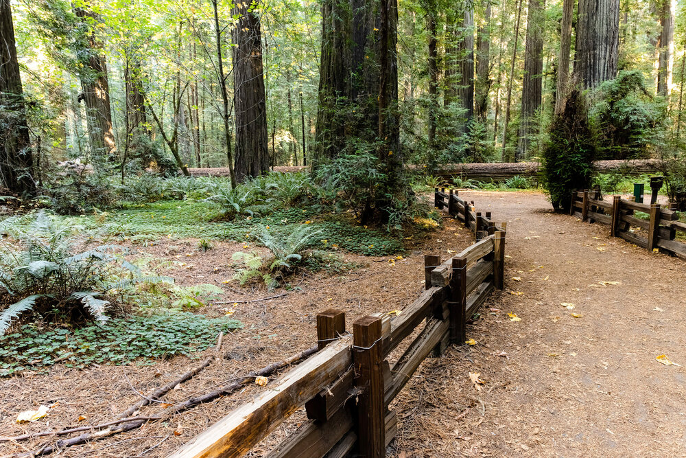 D14 Humboldt Redwoods-59_DxO-Edit-5.jpg