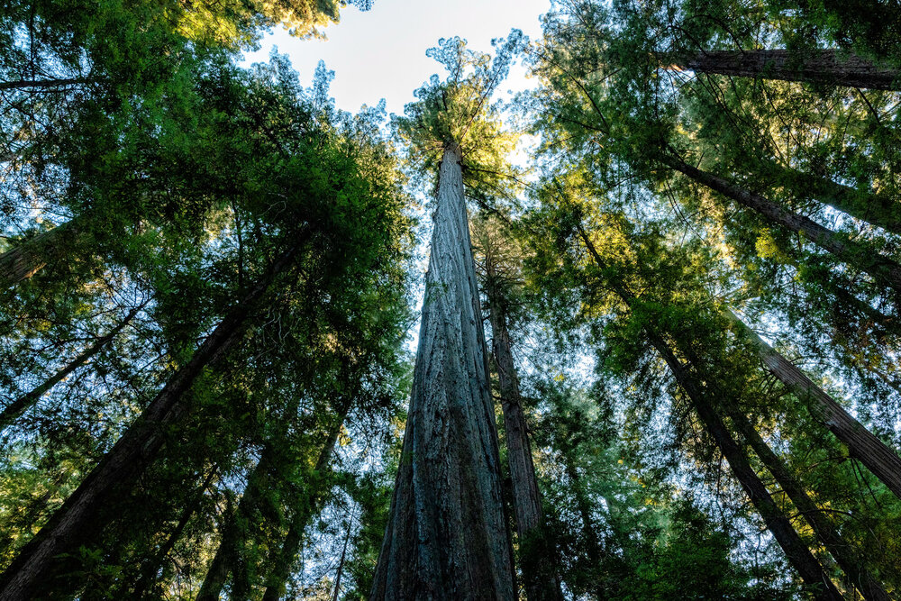 D14 Humboldt Redwoods-79-Edit.jpg