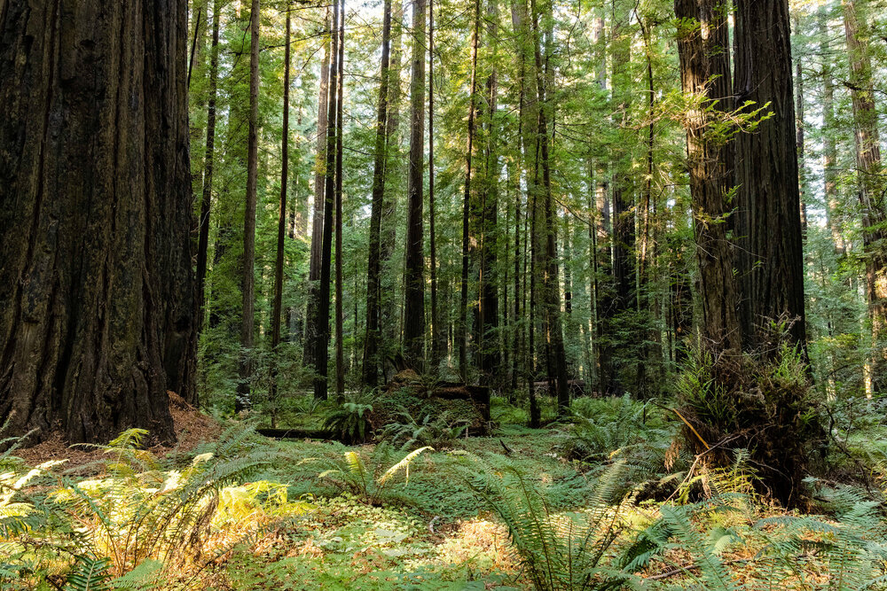 D14 Humboldt Redwoods-109_DxO-Edit-5.jpg