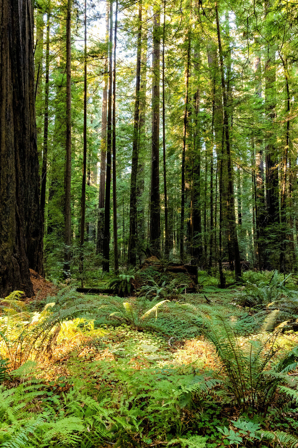 D14 Humboldt Redwoods-114_DxO-Edit-6.jpg