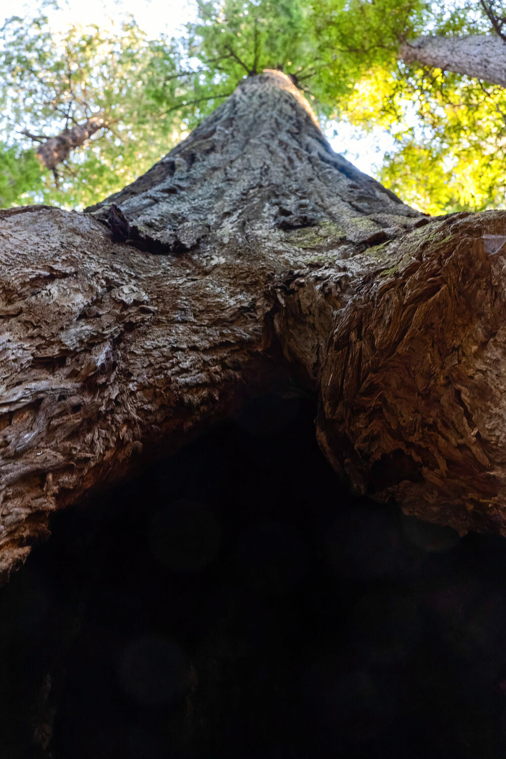 D14 Humboldt Redwoods-159_DxO-Edit-3.jpg