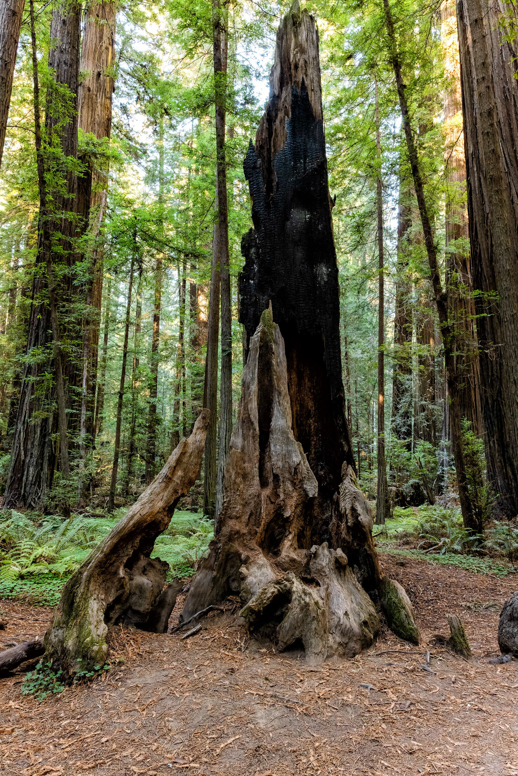 D14 Humboldt Redwoods-233_DxO-Edit-3.jpg