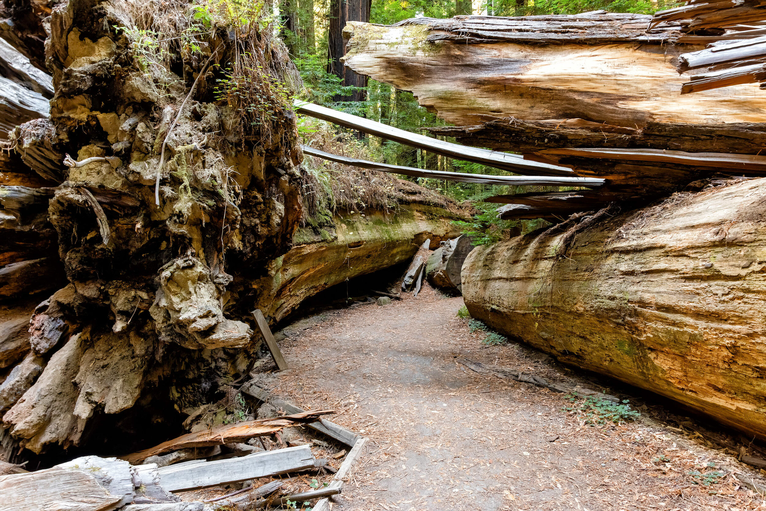 D14 Humboldt Redwoods-248_DxO-Edit-3.jpg