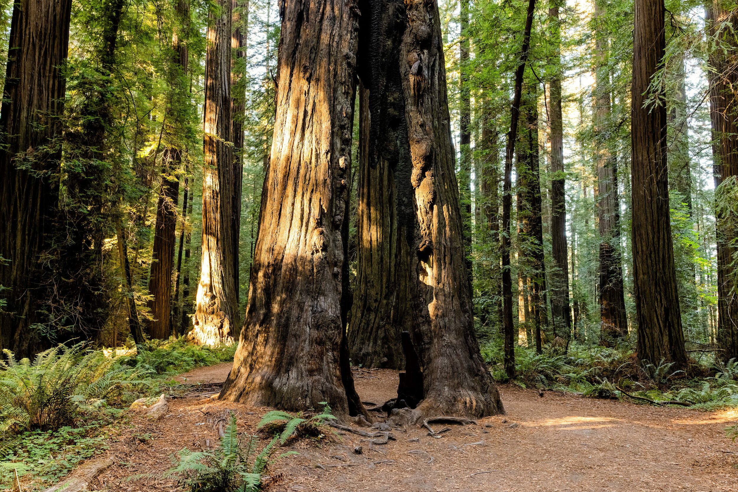 D14 Humboldt Redwoods-302_DxO-Edit-3.jpg