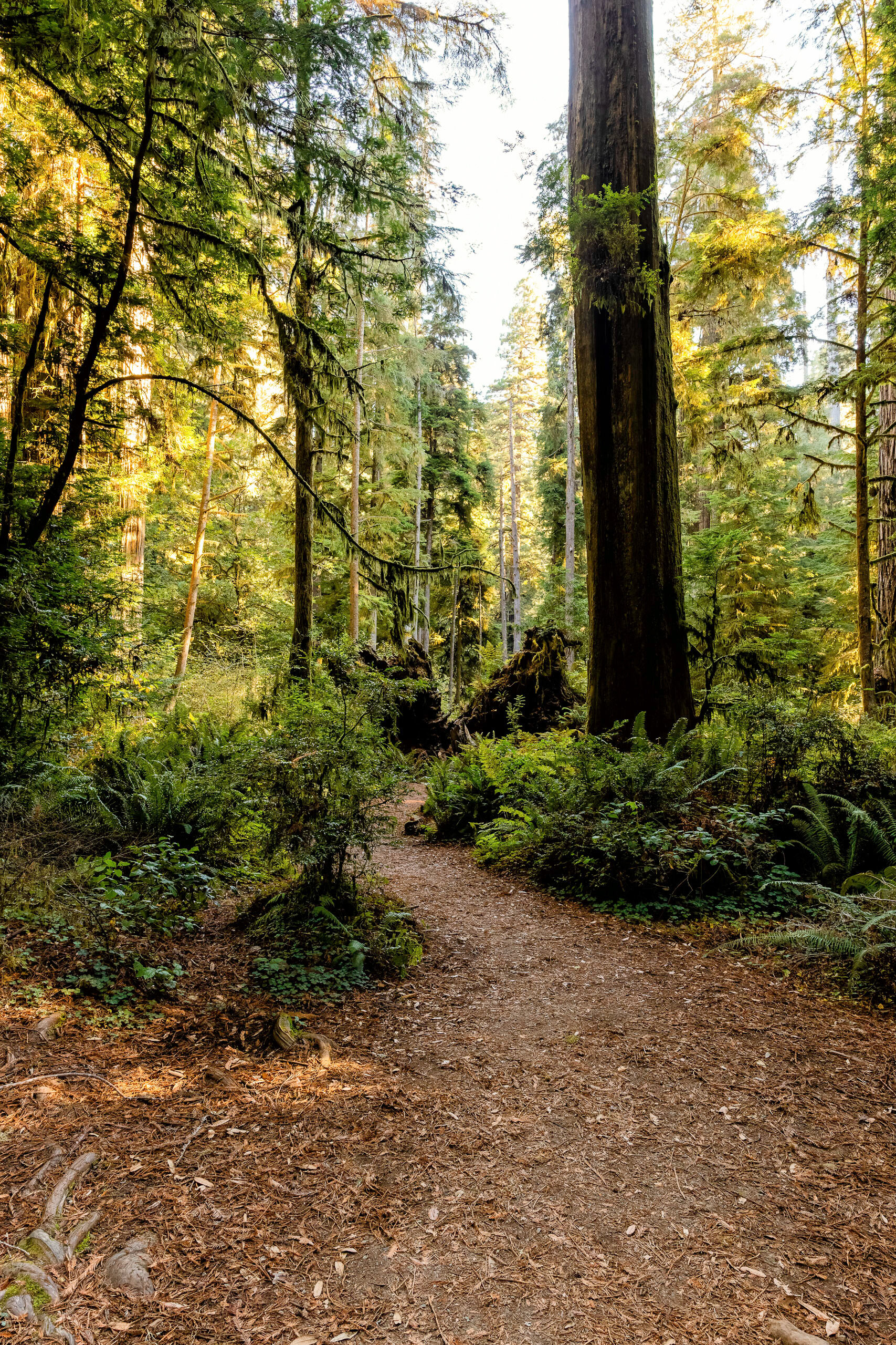 D15 Redwoods Natiional Park-3_DxO-Edit-3.jpg