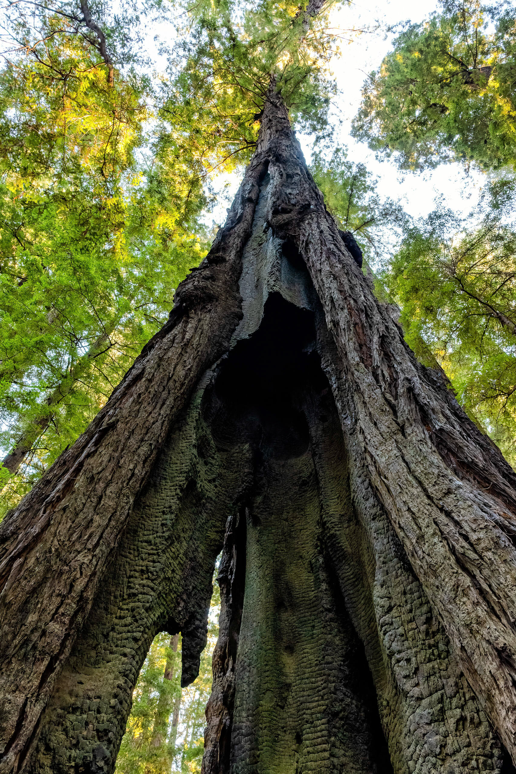 D14 Humboldt Redwoods-308_DxO-Edit-3.jpg