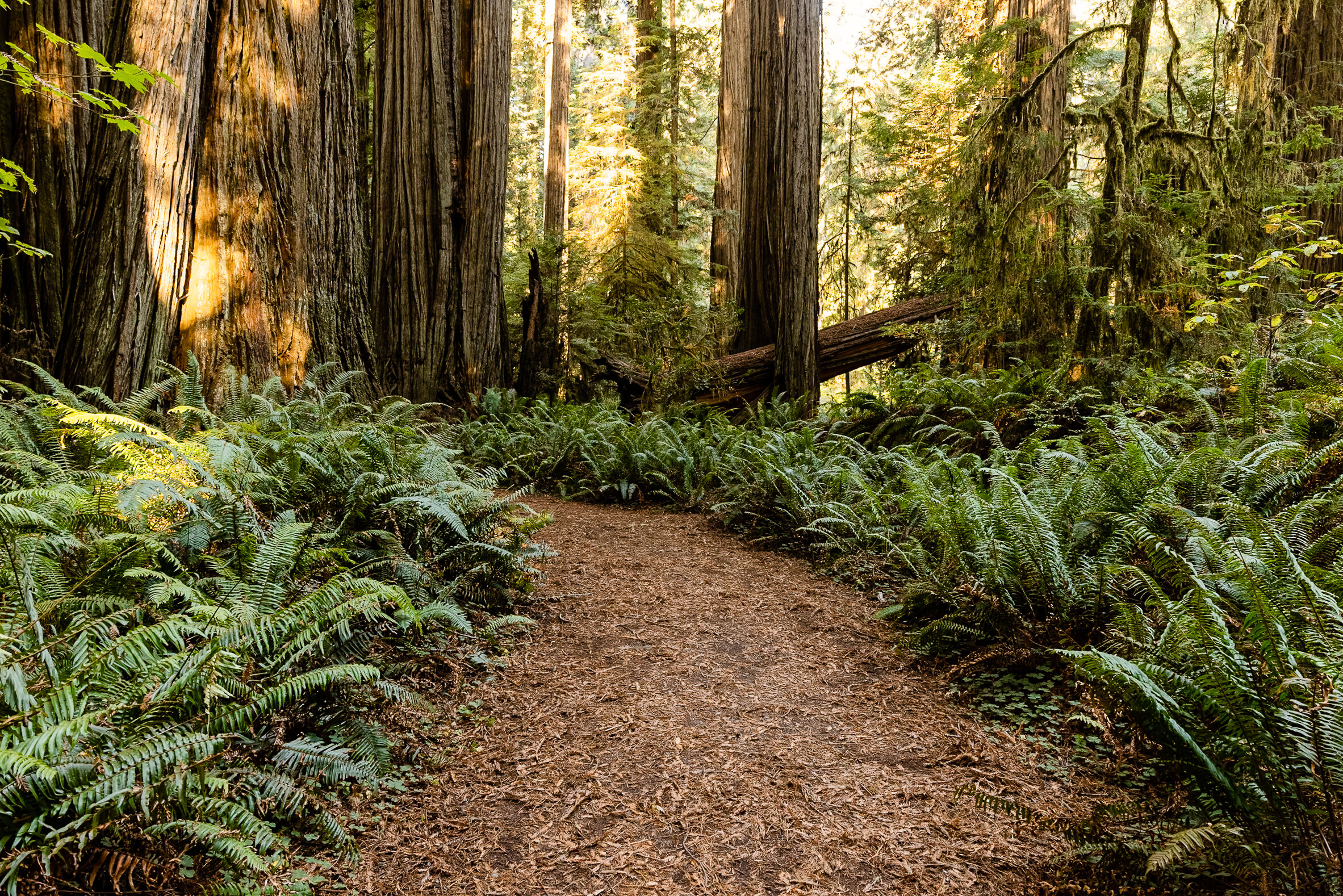 D15 Redwoods Natiional Park-125_DxO.jpg