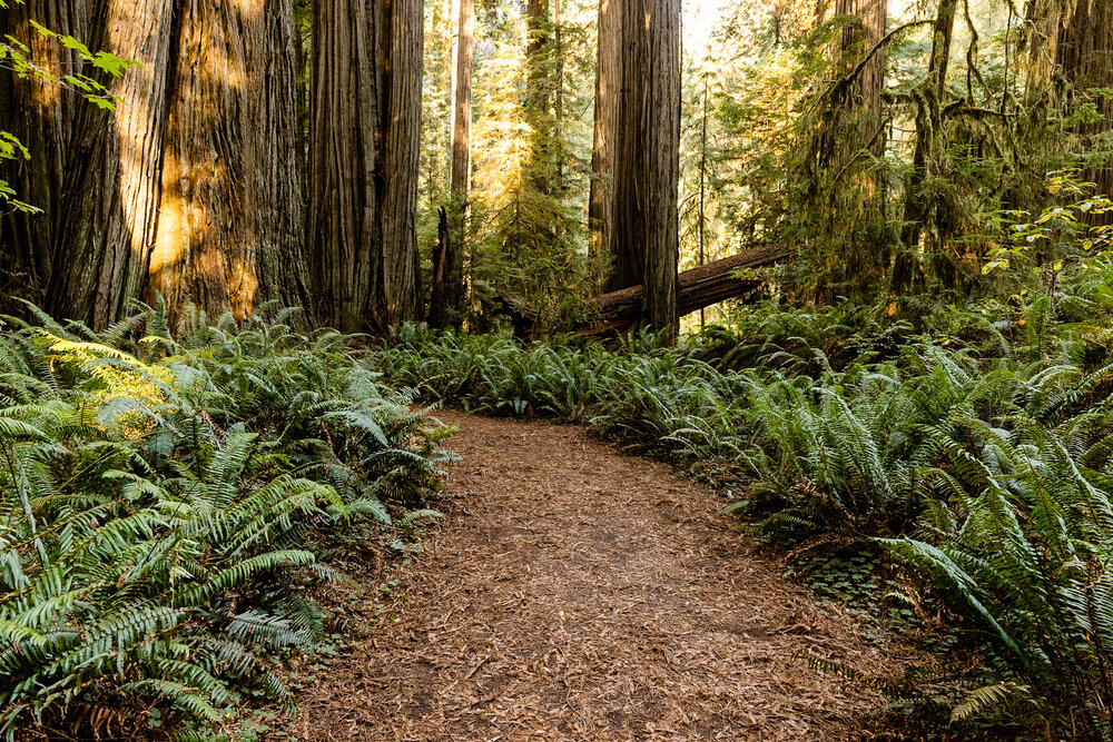 D15 Redwoods Natiional Park-125_DxO.jpg