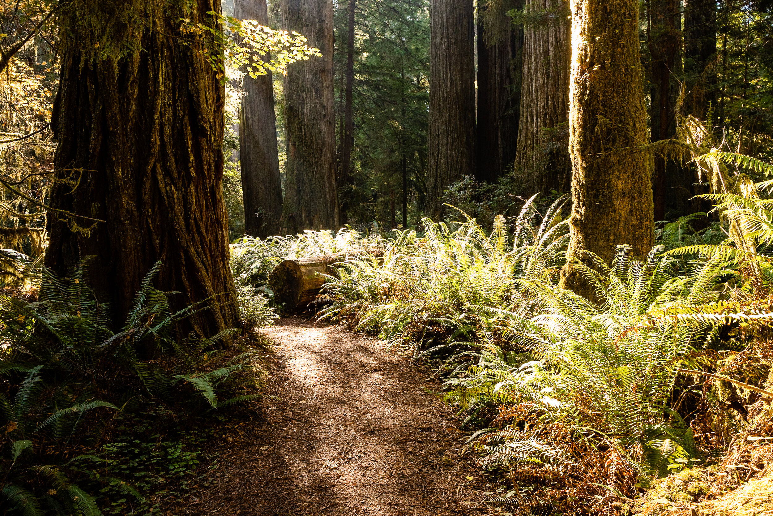 D15 Redwoods Natiional Park-172.jpg