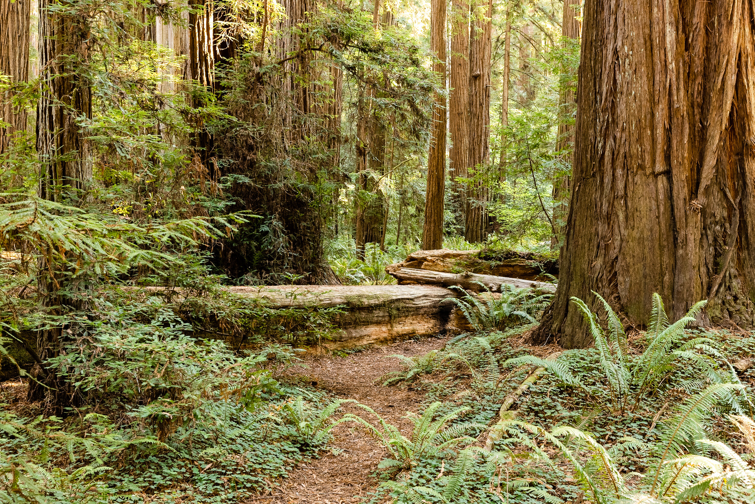 D15 Redwoods Natiional Park-253_DxO.jpg