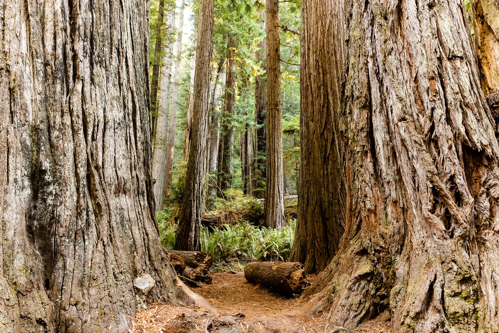 D16 Redwood National Park-46_DxO.jpg