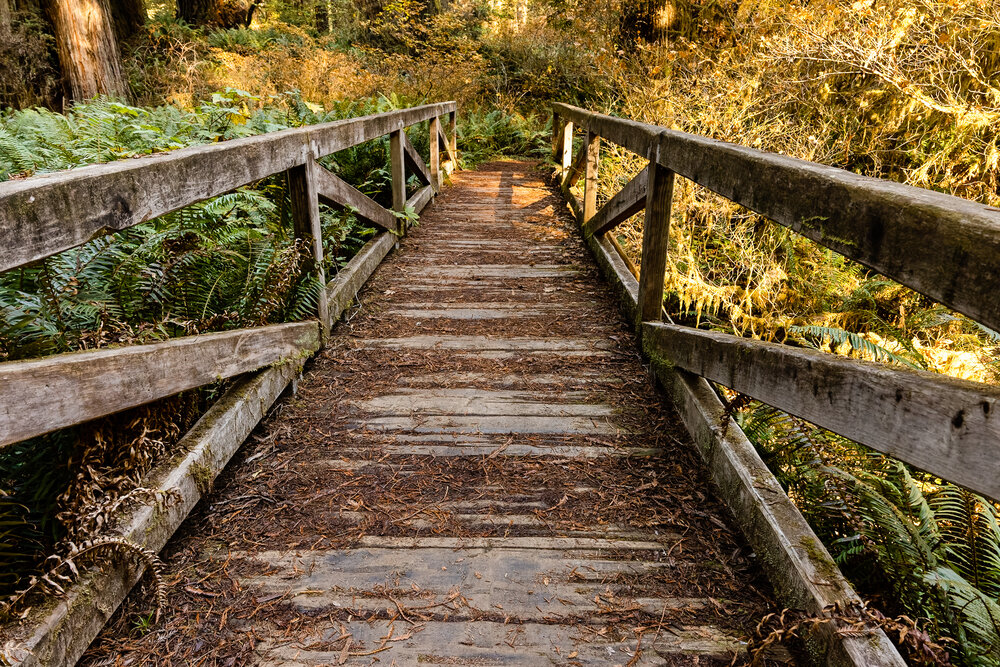 D16 Redwood National Park-107_DxO.jpg