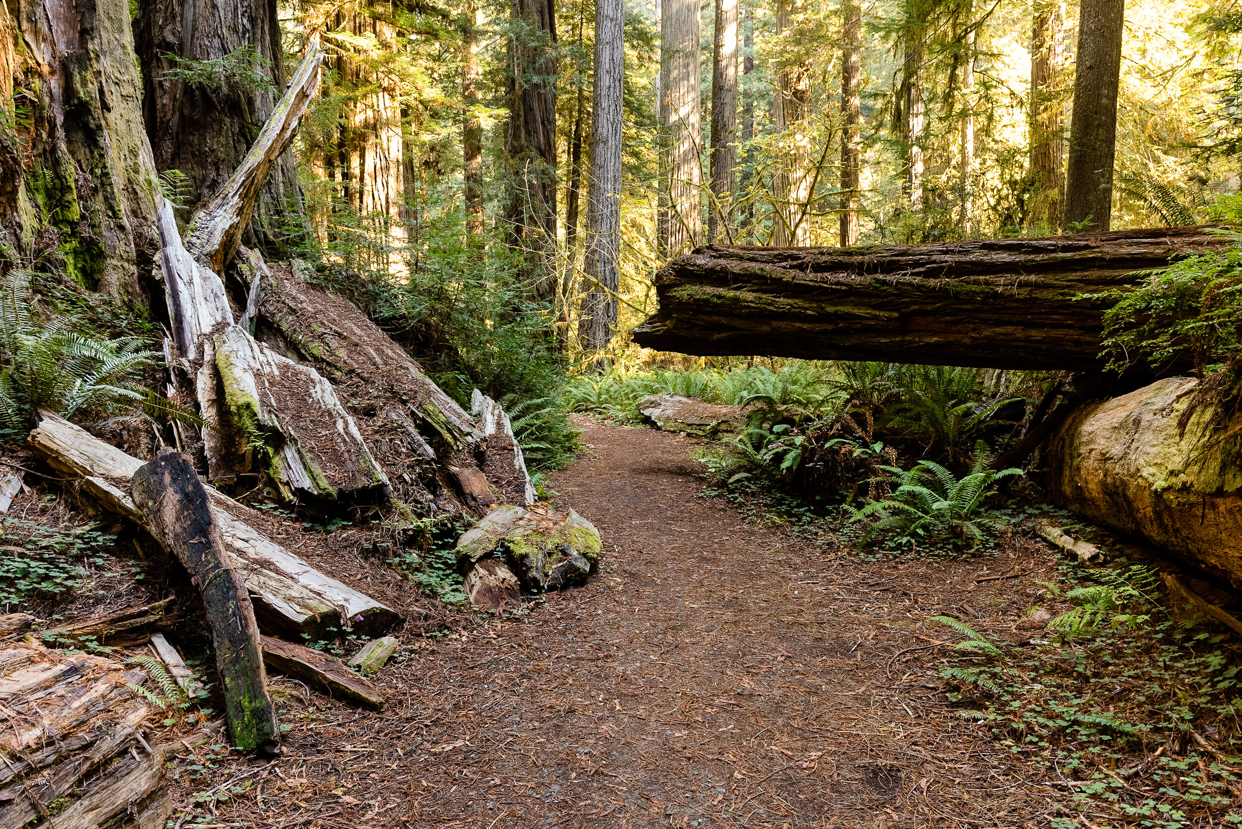 D16 Redwood National Park-124_DxO.jpg