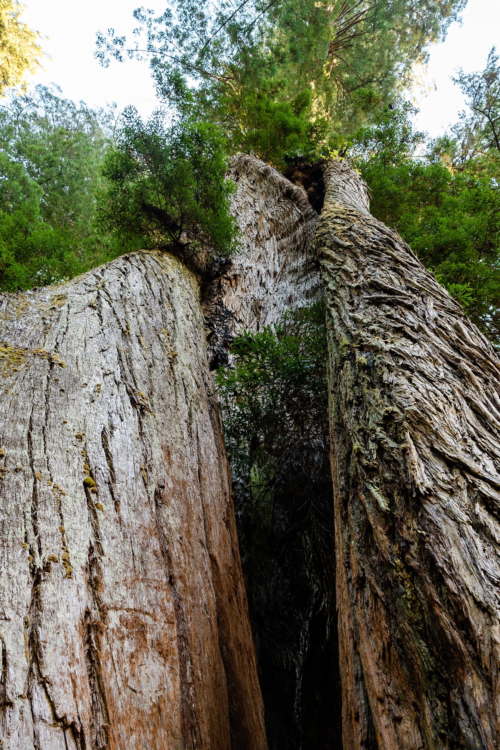 D16 Redwood National Park-180.jpg