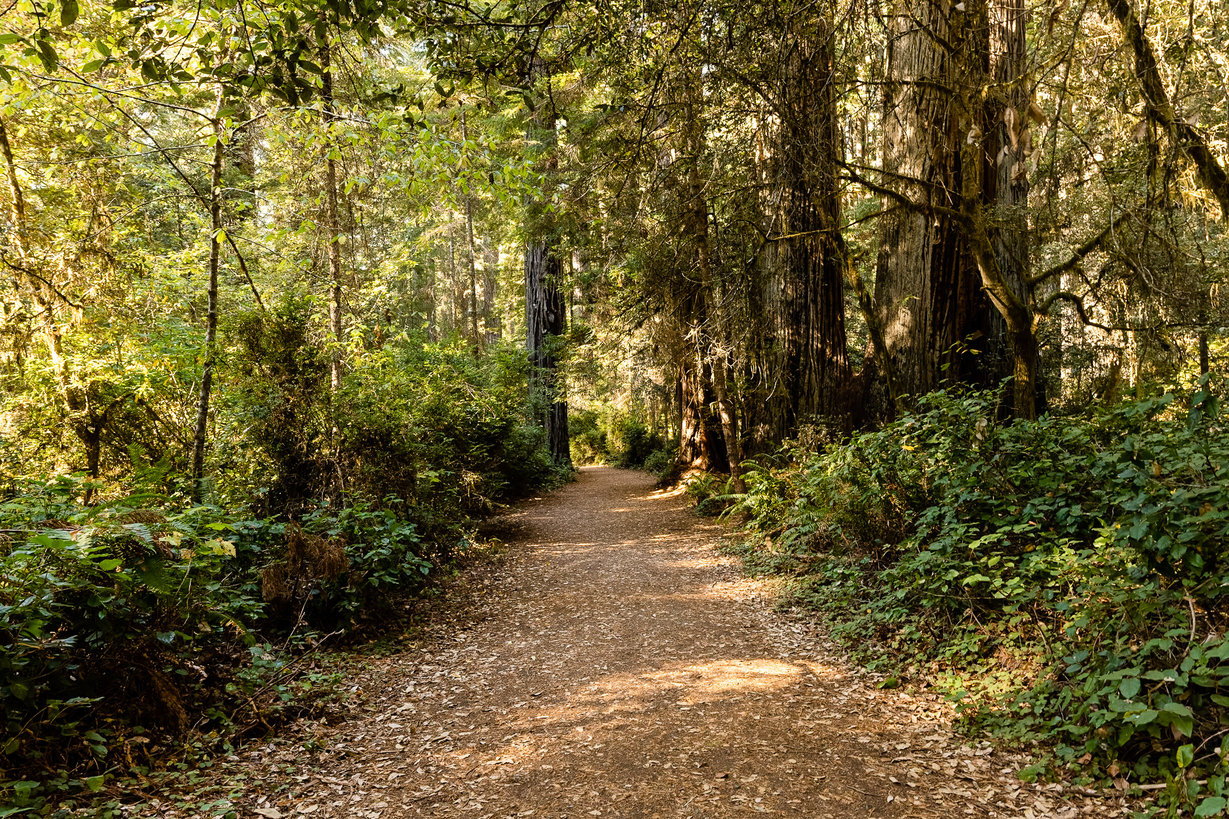 D16 Redwood National Park-212_DxO.jpg