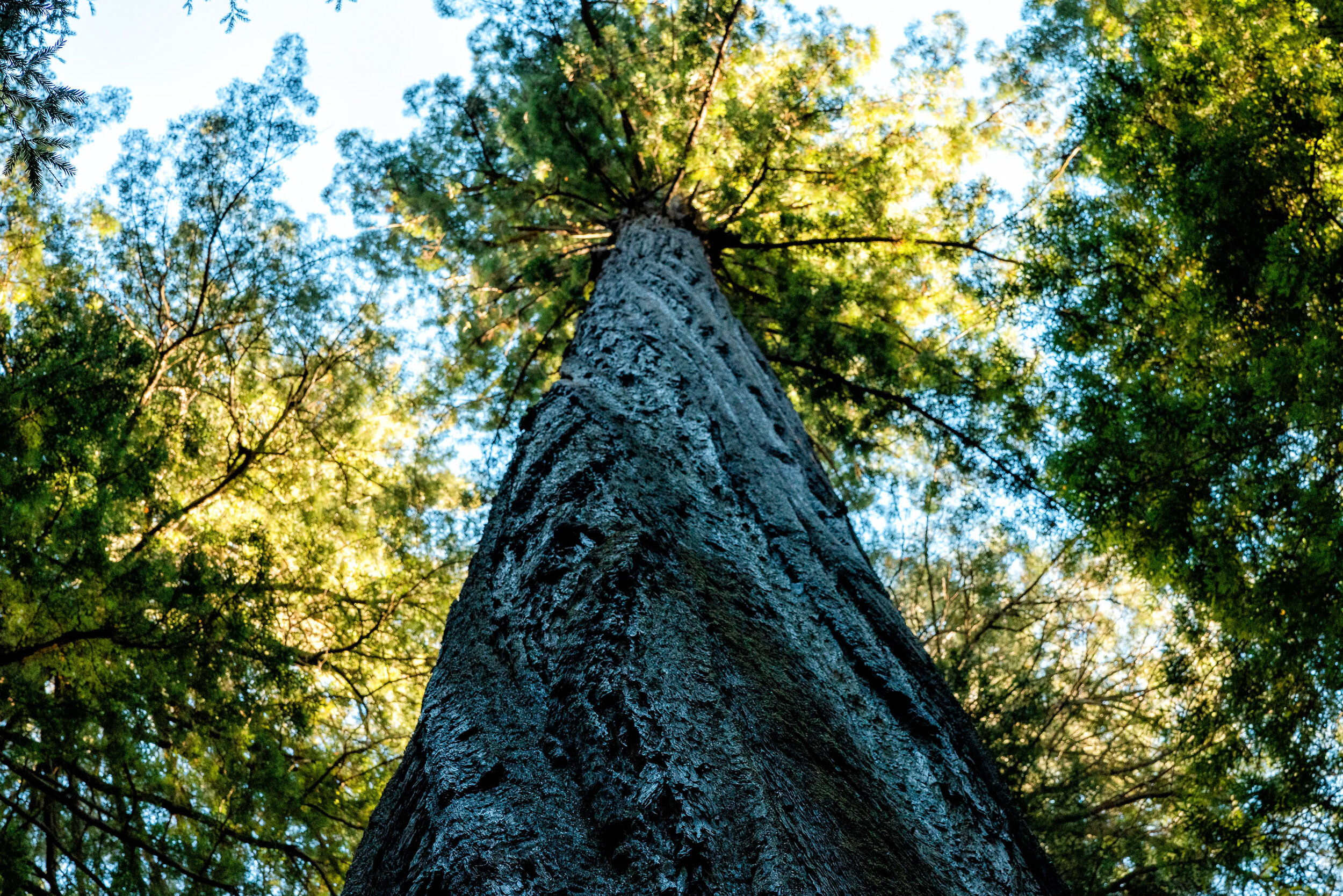 D14 Humboldt Redwoods-87-Edit.jpg