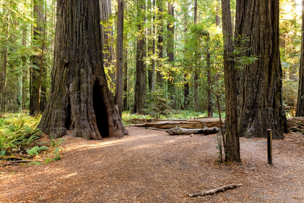 D14 Humboldt Redwoods-128_DxO-Edit-4.jpg