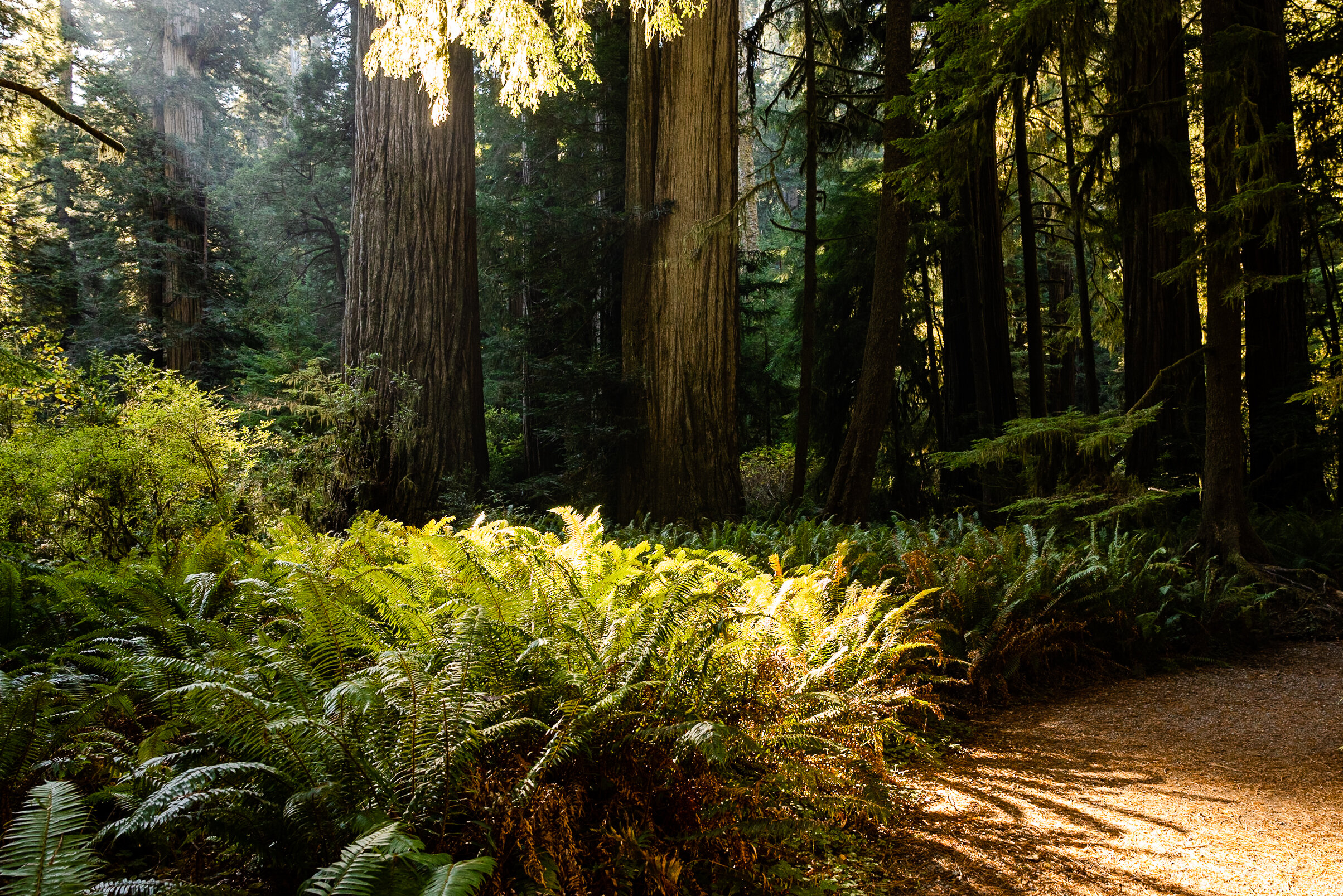 D15 Redwoods Natiional Park-208.jpg