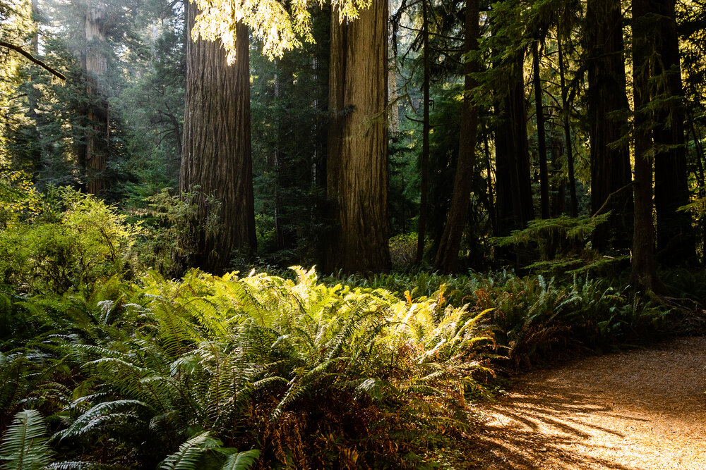 D15 Redwoods Natiional Park-208.jpg