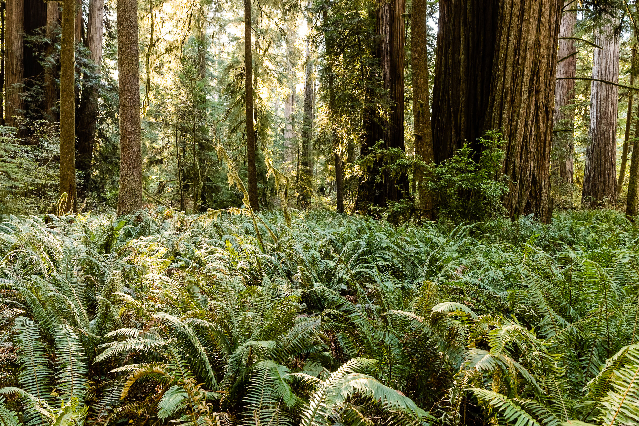 D15 Redwoods Natiional Park-184_DxO.jpg