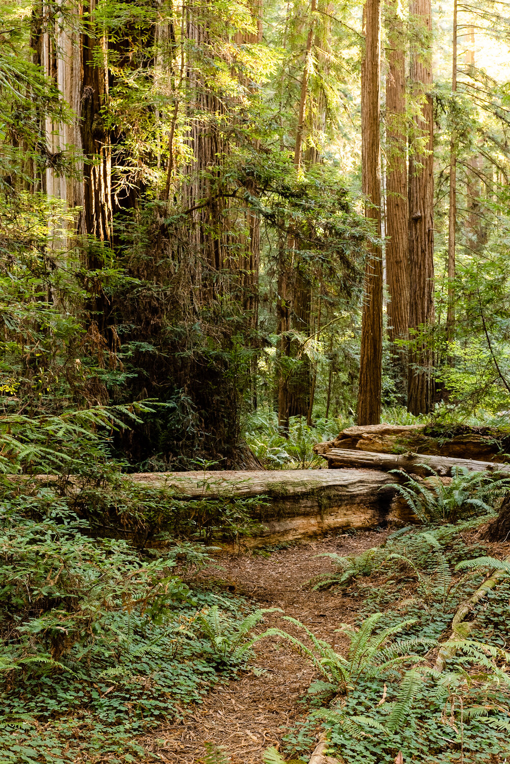 D15 Redwoods Natiional Park-251_DxO.jpg