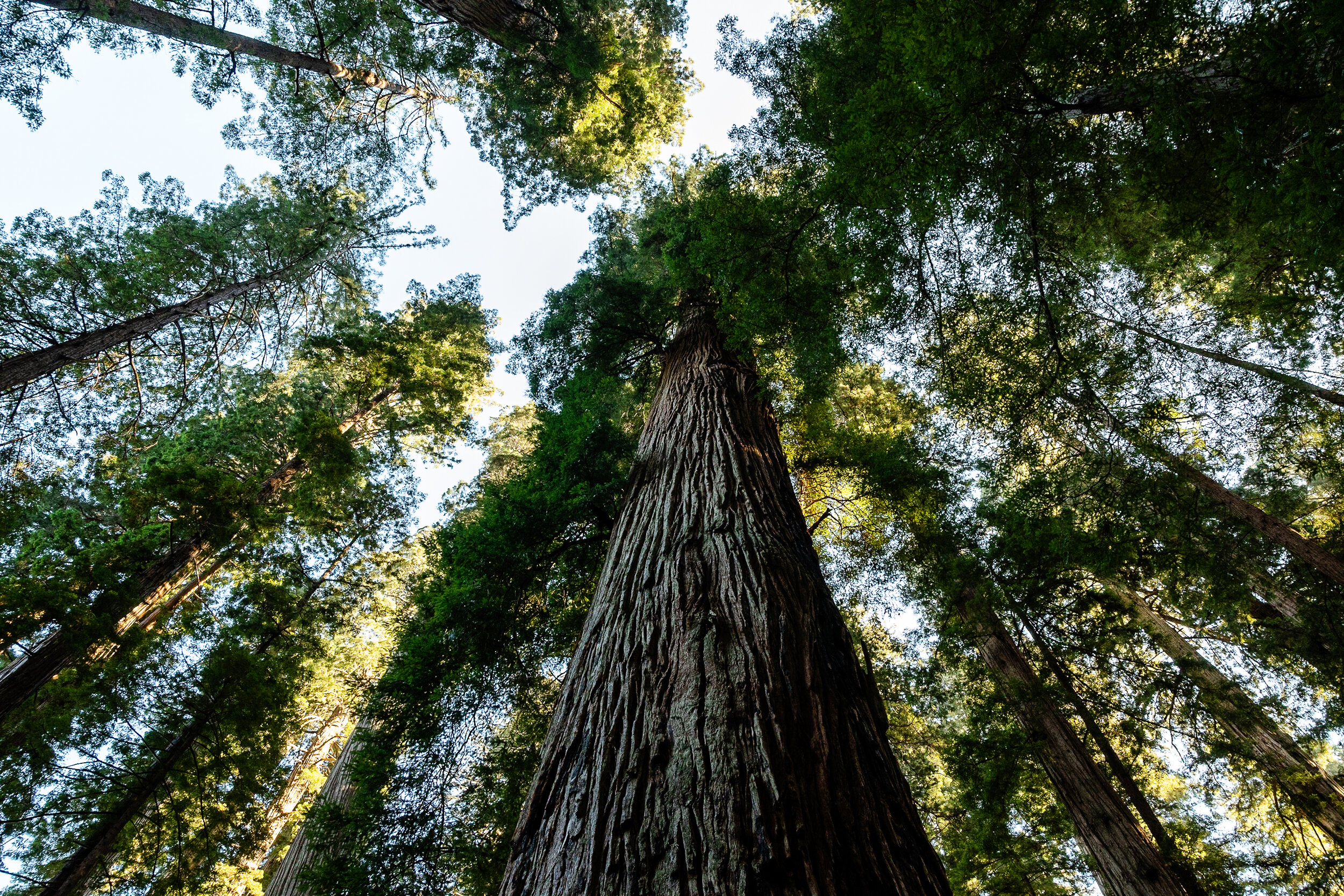 D15 Redwoods Natiional Park-270.jpg