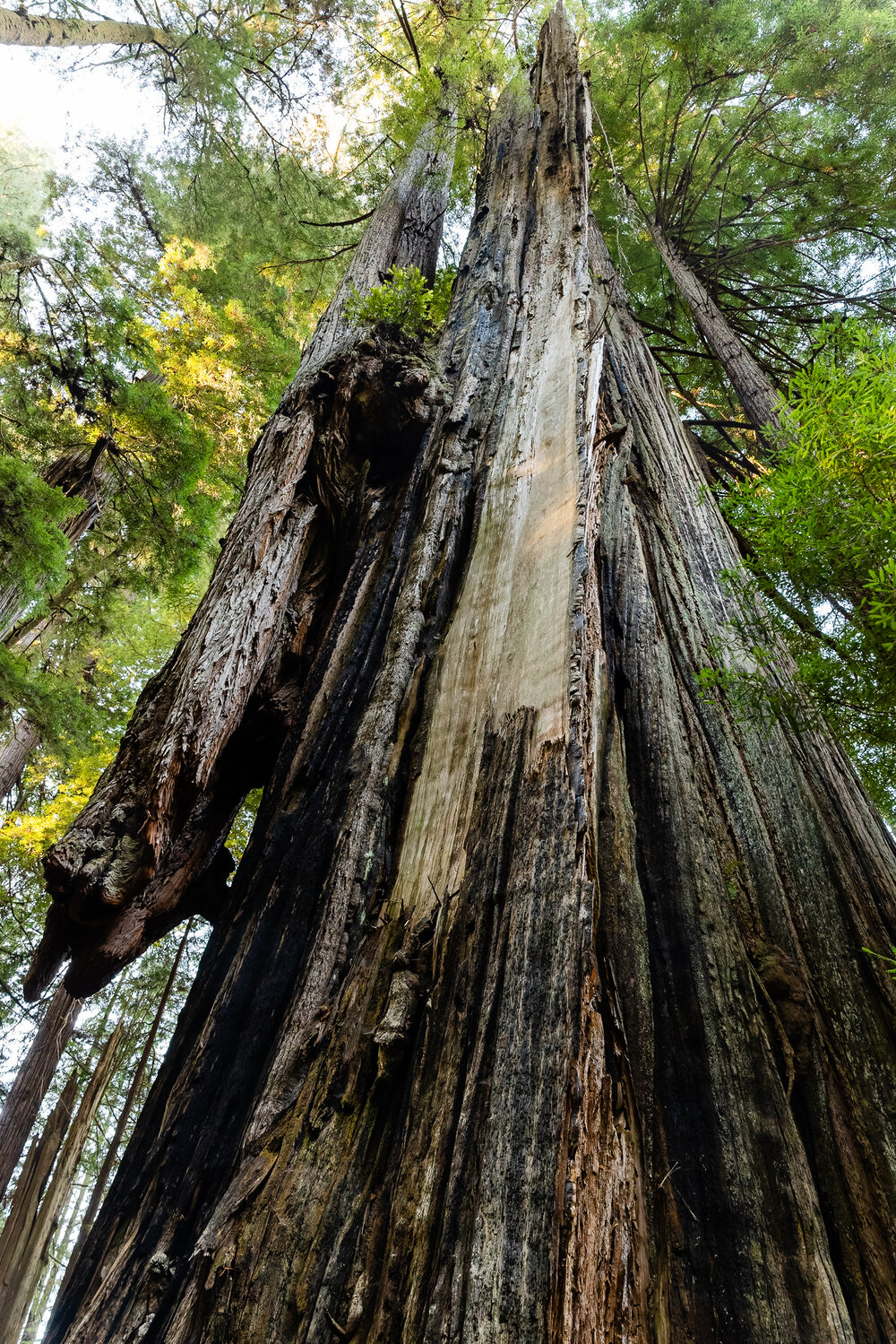 D16 Redwood National Park-69_DxO.jpg