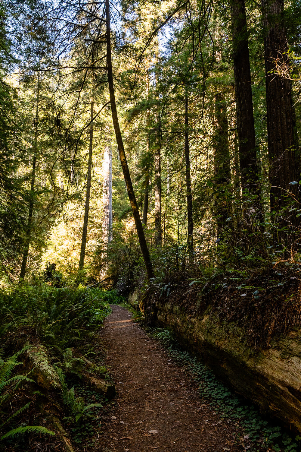 D16 Redwood National Park-96.jpg