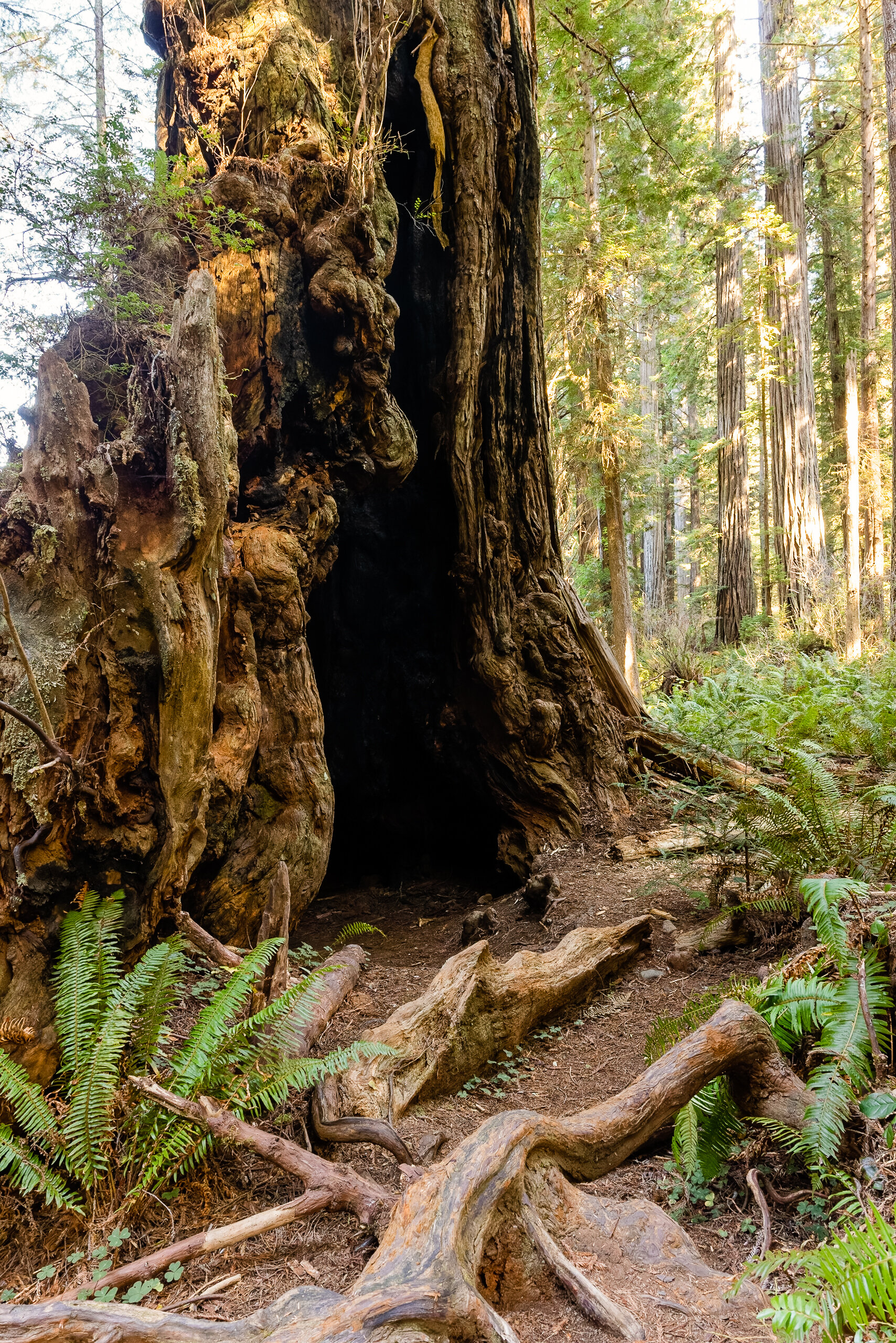 D16 Redwood National Park-145_DxO.jpg