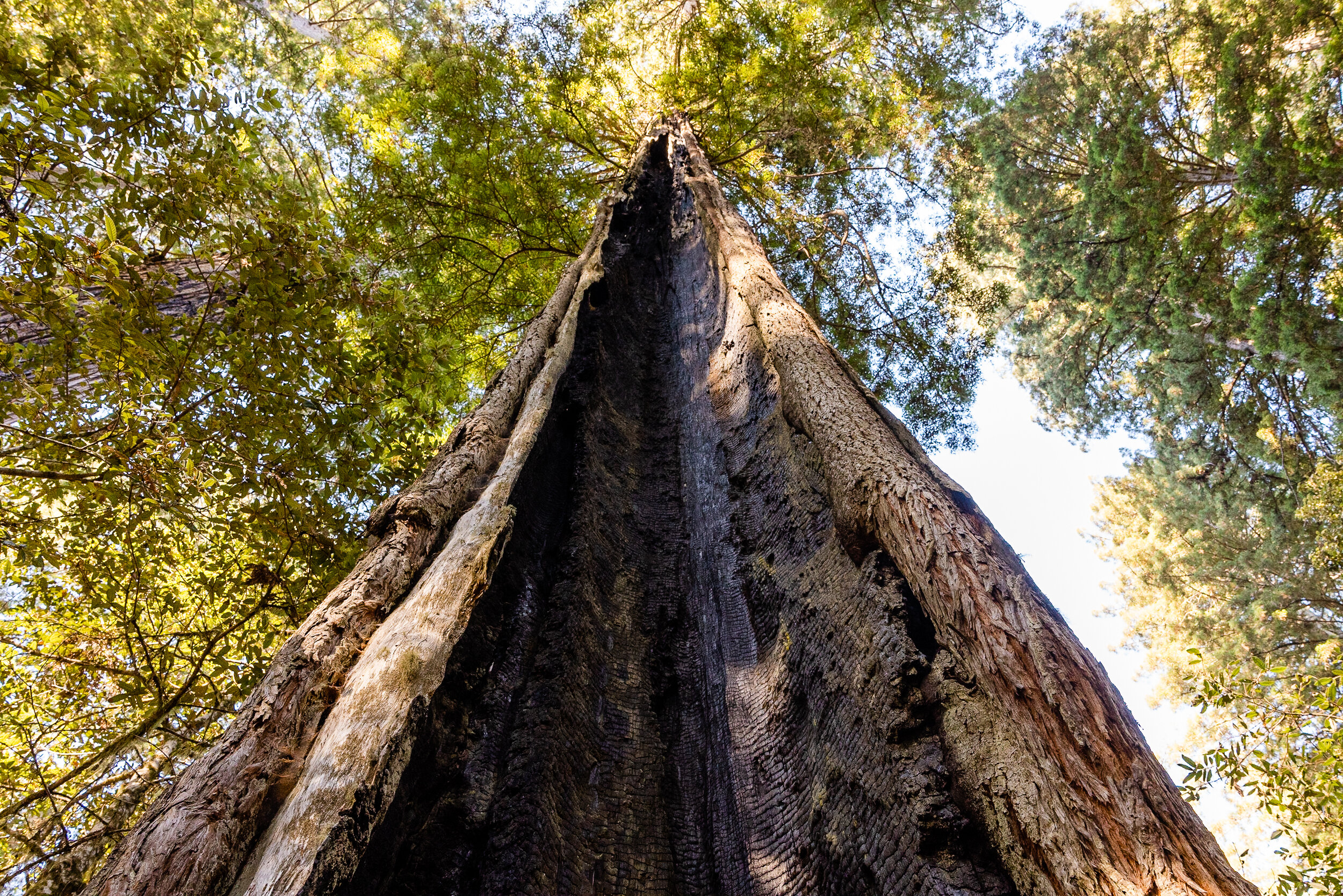 D16 Redwood National Park-206.jpg