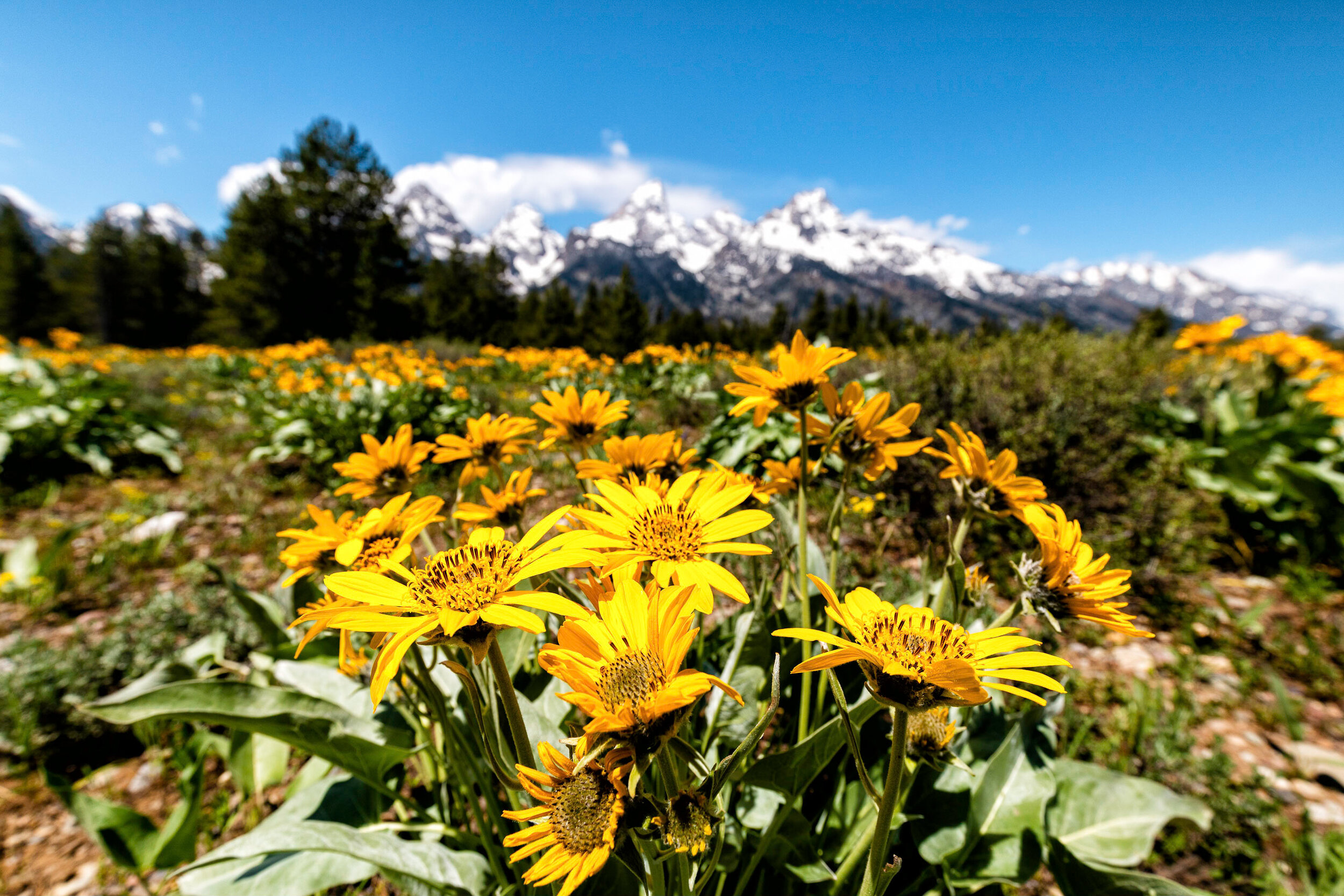 2020 Yellowstone D35D-159-Edit.jpg