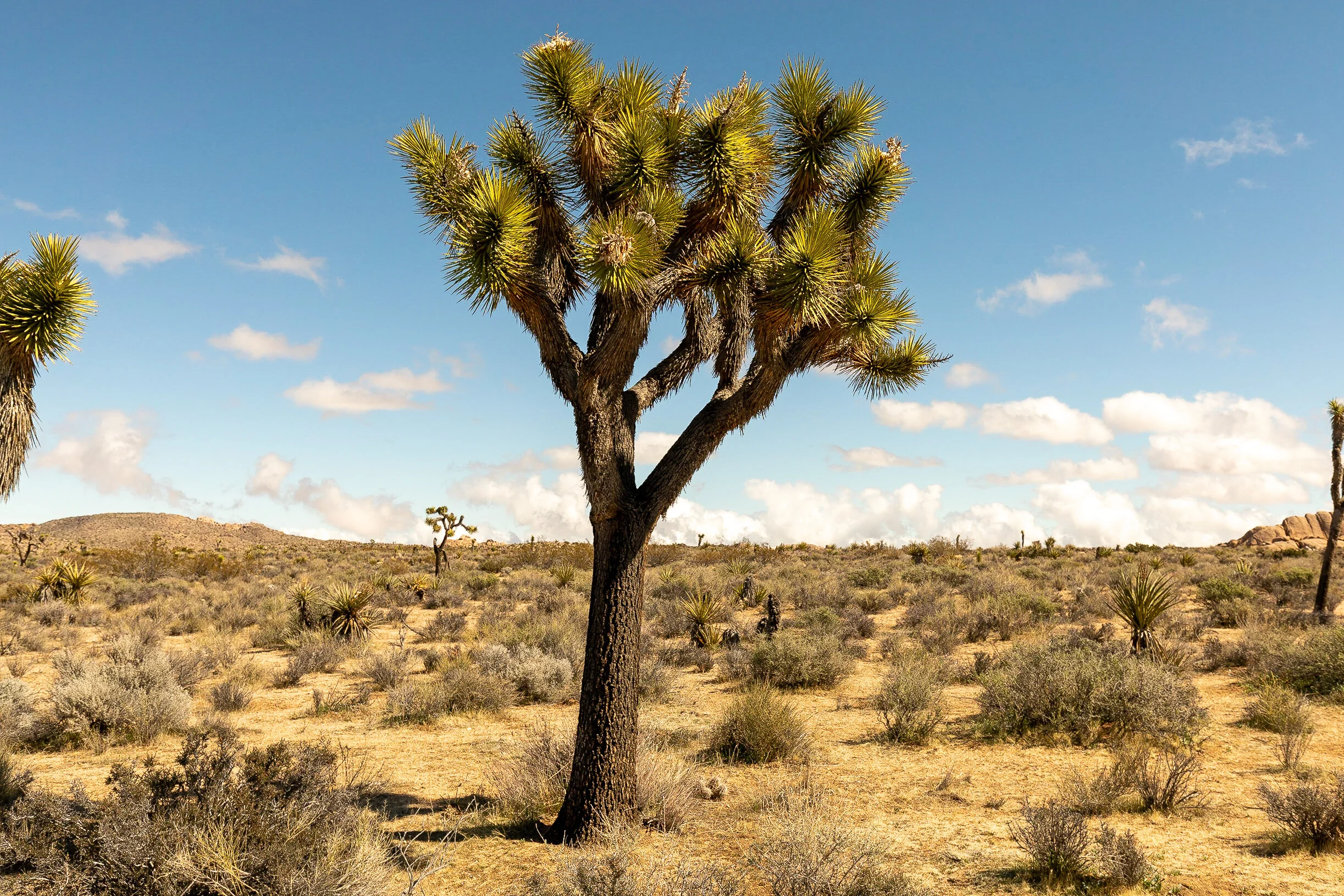 Joshua Tree 2 - D-27.jpg