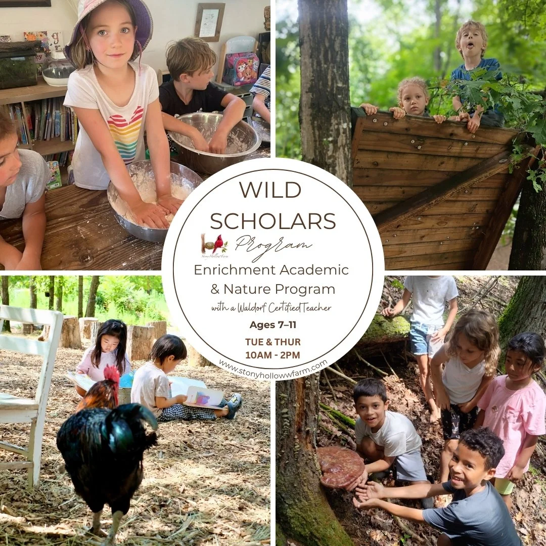 SH_WILD SCHOLARS FALL 2026.jpg
