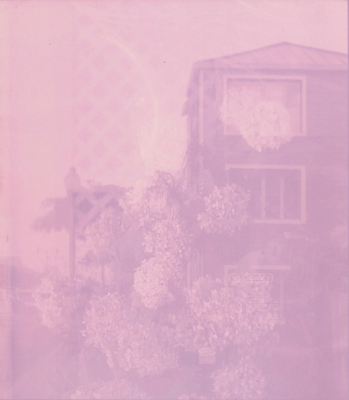 Gaps through the Hydrangeas